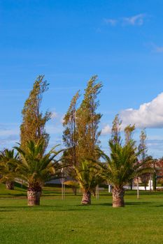 A city park with trees