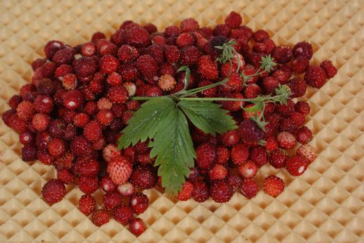 wild strawberry on wafer as background