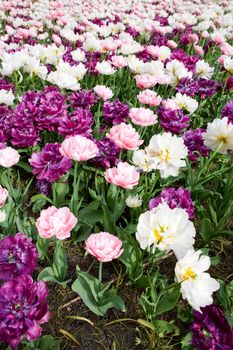 A white and purple flower background