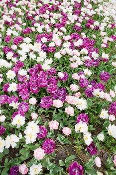 A white and purple flower background