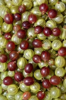 spilled red and green gooseberry as background