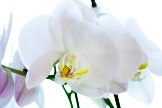 A macro of a white Phalaenopsis Amabilis Moon Orchid