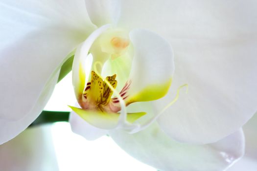 A macro of a white Phalaenopsis Amabilis Moon Orchid