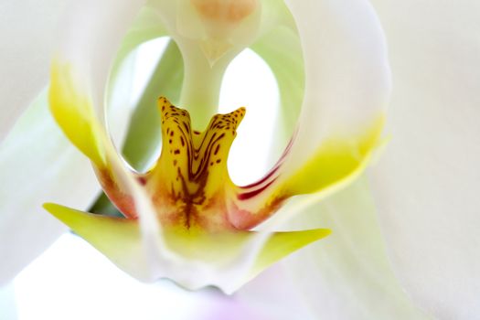 A macro of a white Phalaenopsis Amabilis Moon Orchid