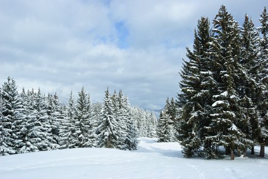 Fir trees covered with snow on a winter mountain