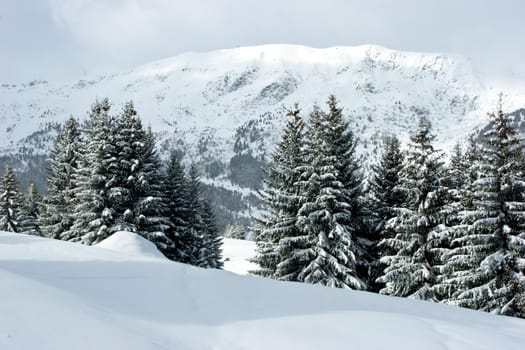 Fir trees covered with snow on a winter mountain