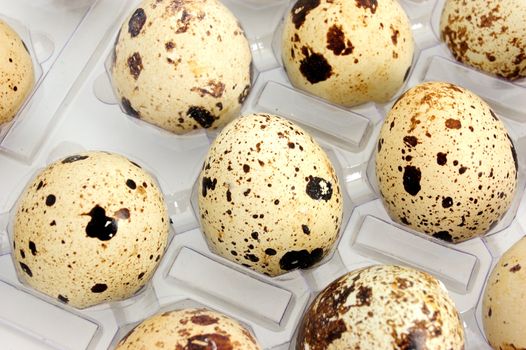 closeup of pack of quail eggs