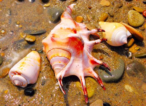 closeup of colored sea shells over wet sand