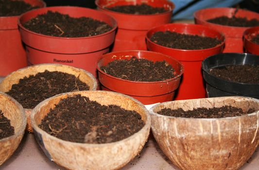 Seedling cups and coconuts in rows