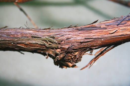Close-up of grape vine
