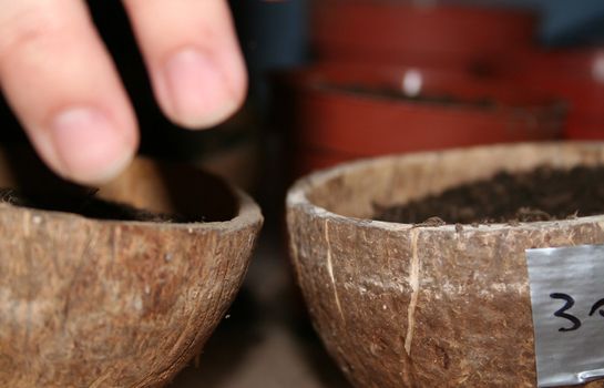 Seedling cups and coconuts in rows