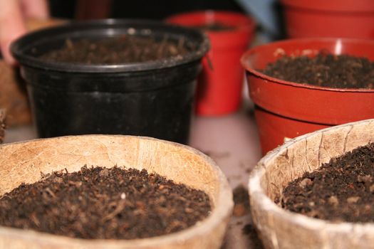 Seedling cups and coconuts in rows