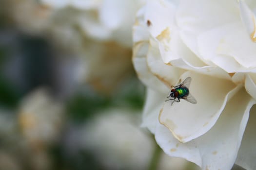 Fly sitting on petals of a white rose