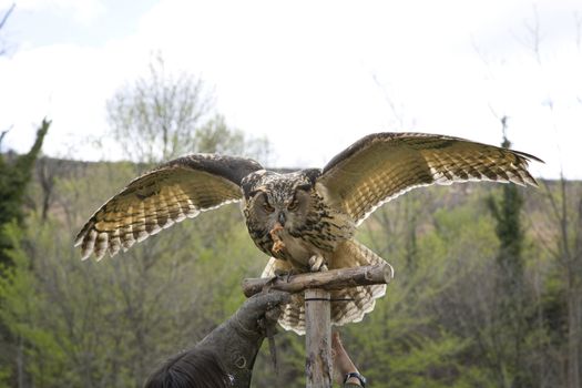 barn owl with the tamer in spain