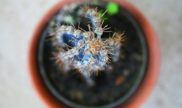 Bird's eye view of potted cactus with shallow depth of field