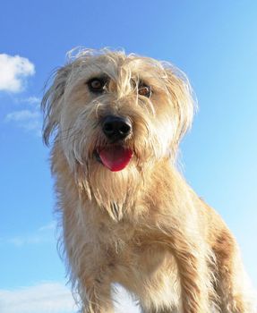 Young fluffy dog on blue sky background