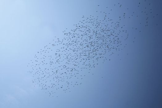 big group of birds in the sky