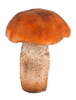 close-up orange-cup boletus, isolated on white