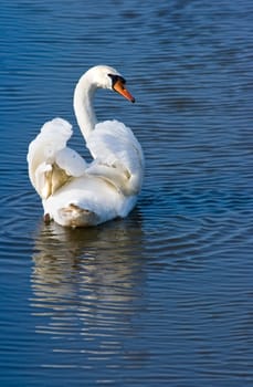 White swan swimming away and looking backward