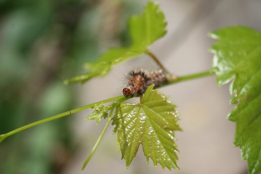 Little orange and black caterpillar on bright green grapevine leaf