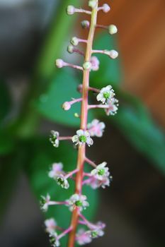 Tiny white and green flowers on pink stem