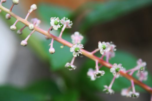 Tiny white and green flowers on pink stem