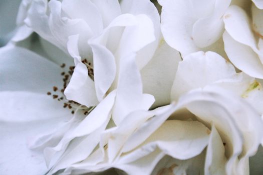 Close-up of white roses in bunch