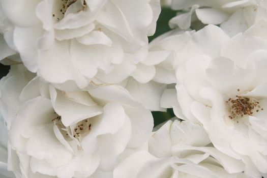 Close-up of white roses in bunch