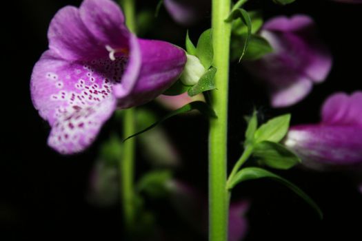 Foxgloves in garden at night