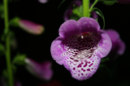 Foxgloves in garden at night