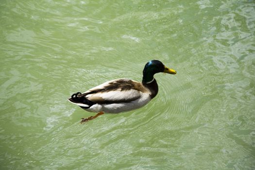 a lonely duck swimming at a green lake