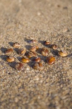 Tiny sea shells on sand in form of circle