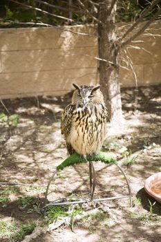 eagle owl tied at a natural park in saragossa aragon spain