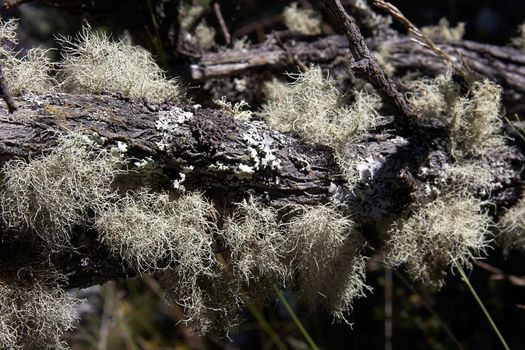 Lichen on trees of high altitude forest in Andes, Peru.