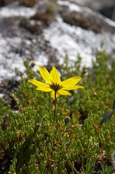 Chamomile at mountain meadow. Cordillera Blanca, Peru.