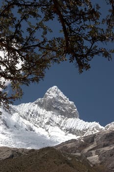 Branch of quenual tree with Nevada Chacraraju summit in background. Cordillera Blanca, Andes, Peru.