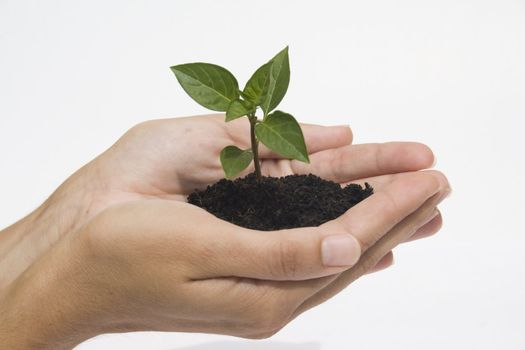 Hands holding young plant against white background