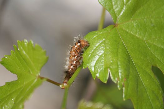 Little orange and black caterpillar on bright green grapevine leaf