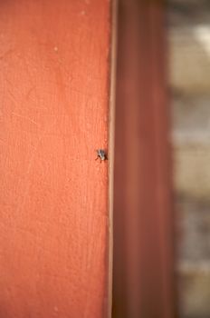 close view of a fly on orange banisters
