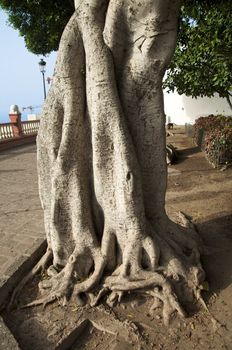 twisted trunk of and ancient tree in tenerife spain