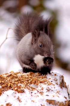 Squirrel on the stump in winter time