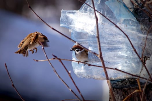 Sparrows during feeding at the birdfeeder