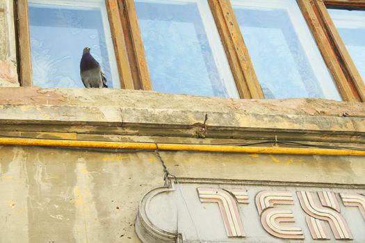 Pigeon on window ledge above old shop sign