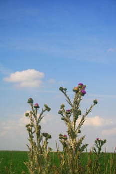 Thistle plants in front of field and blue cloudy sky