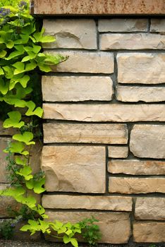 Flagstone wall with climbing ivy, space to add your own print