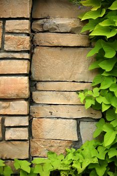 Flagstone wall with climbing ivy, space to add your own print