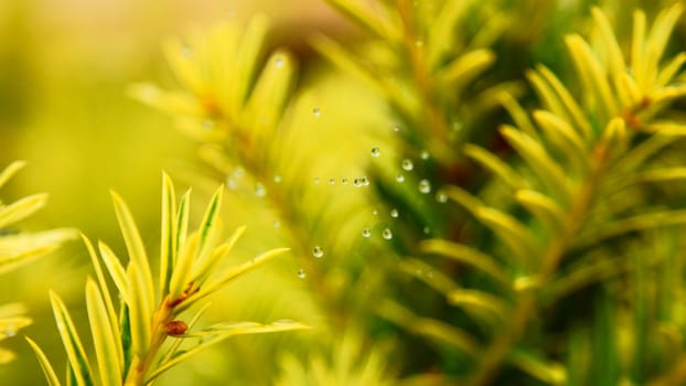 beautifful drops on web after the rain