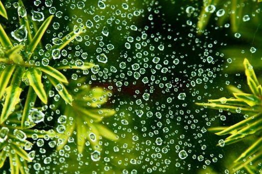beautifful drops on web after the rain