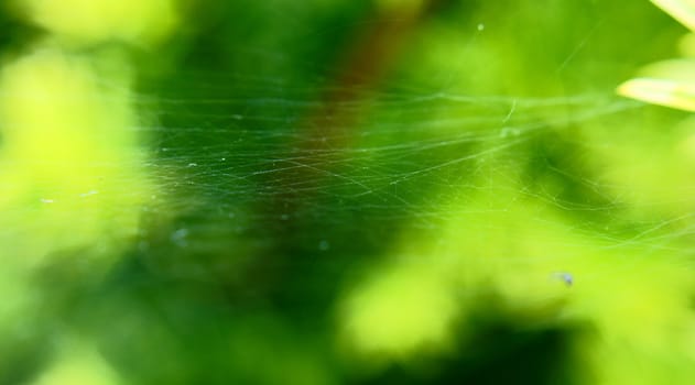 beautifful drops on web after the rain