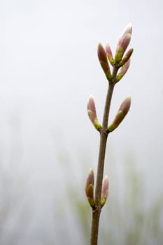 blossom in the outside